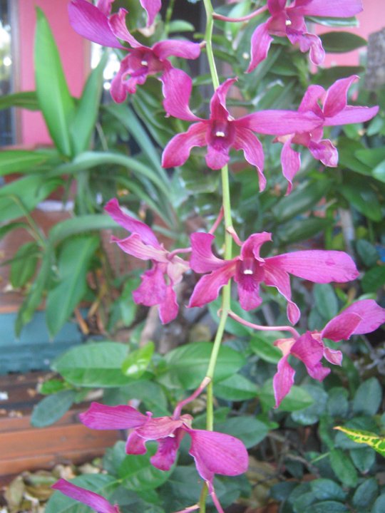 orchid  Dendrobium hybrid.jpg - Dendrobium hybrid:  Orchid